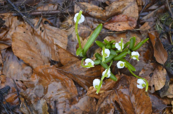 Photo of the Snowdrop. Snowdrop spring flowers. Delicate Snowdrop flower is one of the spring symbols telling us winter is leaving and we have warmer times ahead. Fresh green well complementing the white blossoms.