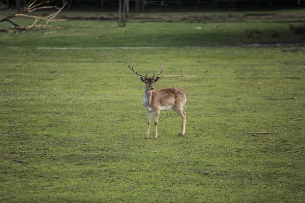 Fotoğraf genç geyik yeşil sahada