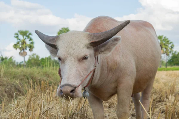 Tay albino bufalo çim alanda yeme