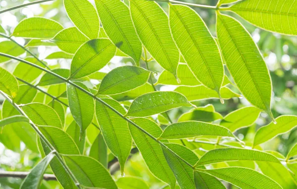 배경을 위한 초록빛 잎 — 스톡 사진
