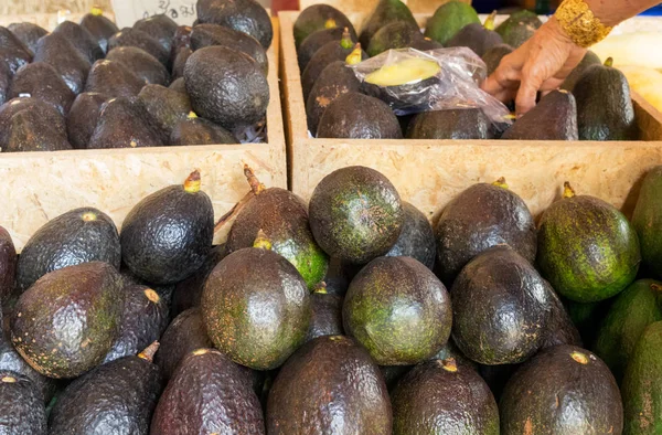 Avocados aus dem Garten für die Zubereitung im Korb — Stockfoto