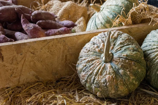 Bir sepet içinde hazırlanan bahçeden kabak ve Yam
