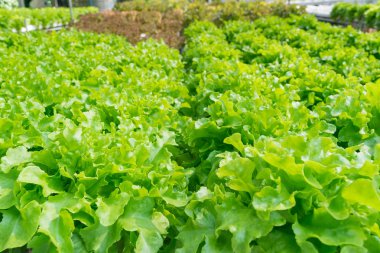 güneş ışığı arka plan önünde yeşil organik marul