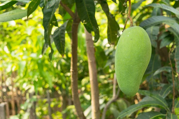 Mangos auf dem Baum wachsen im Bauerngarten auf — Stockfoto