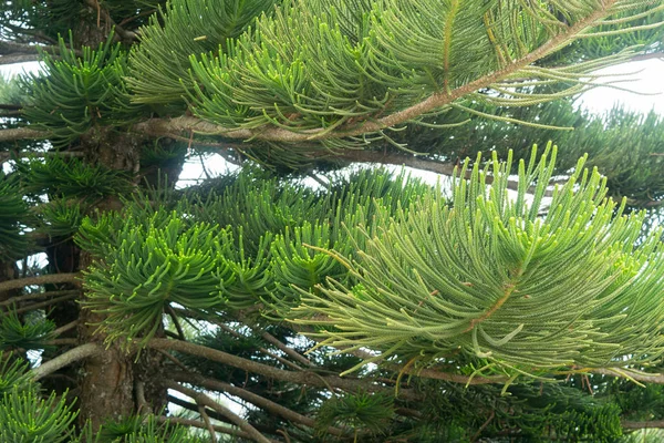 Pine leaves for texture background — Stock Photo, Image