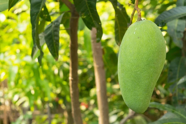 Manghi sull'albero crescono in giardino contadino — Foto Stock