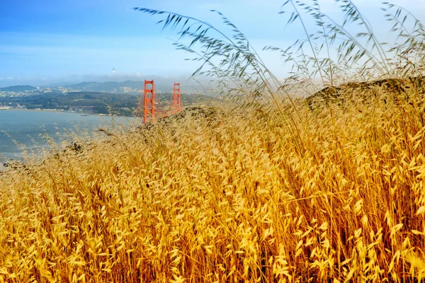 Caña Hierba Promontorio Golden Gate National Recreation Área Golden Gate —  Fotos de Stock