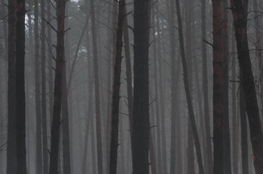 çam ağaçlarının kalın sis içinde geometrik çizgiler