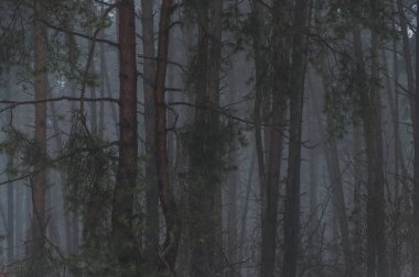 çam ağaçları akşam yoğun siste