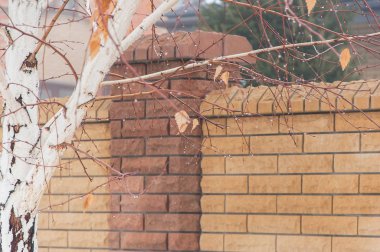 üzerinde kahverengi bir çit arka planı huş ağacı yaprakları çiğ damla