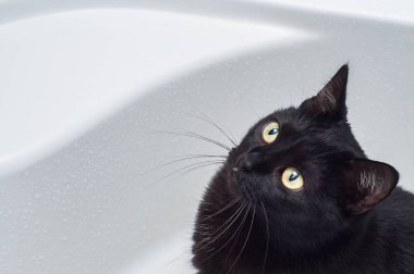 Kedi bathroo sızdıran musluk izliyor