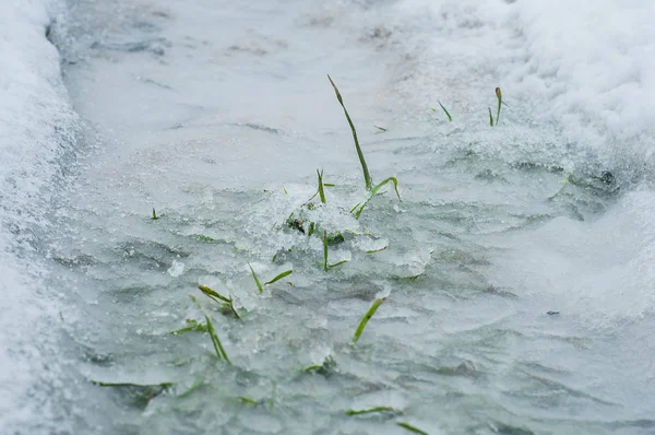 Green grass made its way through the ice with its tips