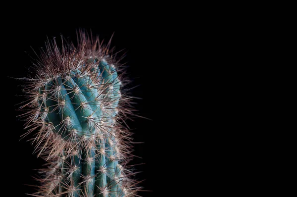 Kaktusar som en trend i interiören för kontoret och i hemmet — Stockfoto