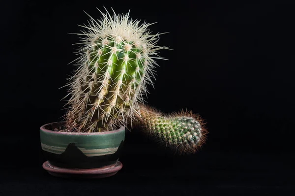 Cacti como uma tendência no interior do escritório e em casa — Fotografia de Stock