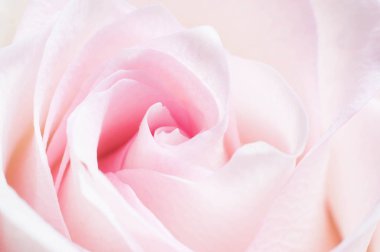 Bir rom için yaprakları ile pembe gölge ile Narin mercan gül çiçek