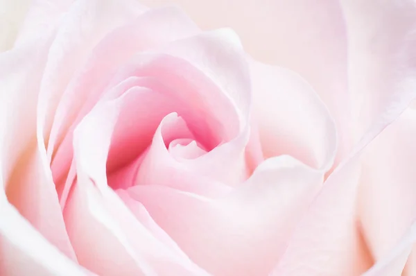 Bir rom için yaprakları ile pembe gölge ile Narin mercan gül çiçek