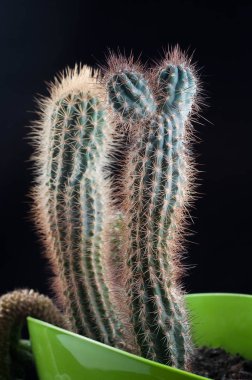 Kaktüsler iç ofis ve evde bir trend olarak