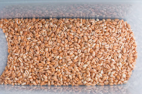 Weizen-Grütze im heimischen Vorratsbehälter . — Stockfoto