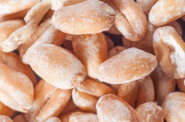 Kepekli buğday tanelerini yakından çek. Makro çekim.