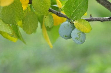 Ev kullanımı için ağaçta yeşil olgunlaşmamış Erik