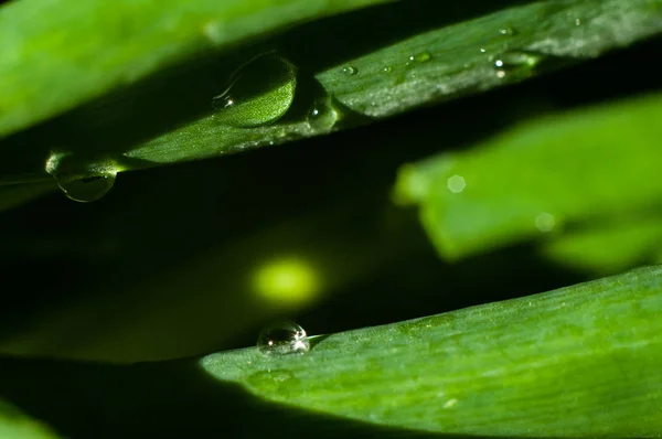 Une goutte suspendue à une tige d'oignons verts sur une cuisine verte b — Photo