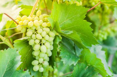 Güneş exp ile bir ev plantasyon üzerinde büyüyen beyaz üzüm Grones