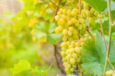 Beyaz üzümler çalılıklarda yetişir. Bitkilerle ev bahçesi. çevresi