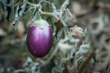 Beautiful bright purple eggplant hanging on a gray withered stal clipart