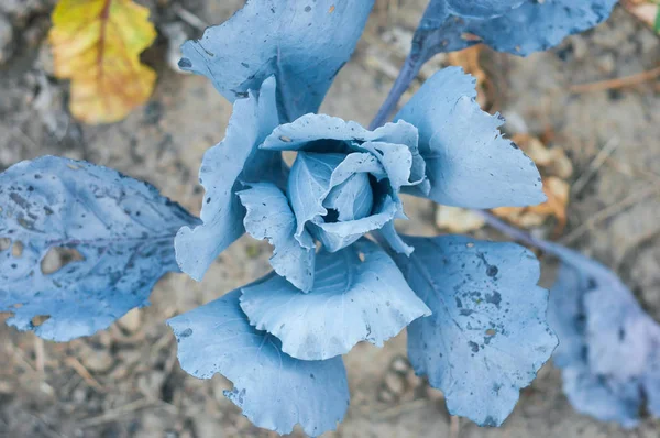 Beautiful bright and juicy blue cabbage growing. View from above — Stock Image Beautiful bright and juicy blue cabbage growing. View from above Stock Picture