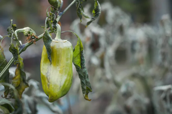 Yeşil parlak ve sulu dolmalık biber solmuş bir St. Louis 'de asılı duruyor.