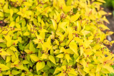 Beautiful summer bright yellow spirea bush