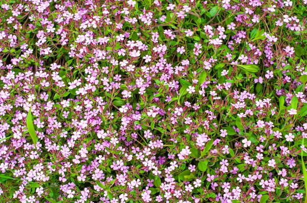 Beautiful Vibrant Little Purple Matthiola Flowers — Stockfoto