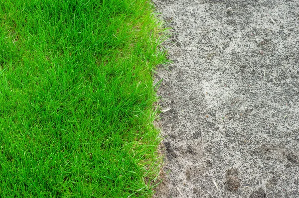 Frame before and after planting a lawn on the soil. Bright and juicy green lawn