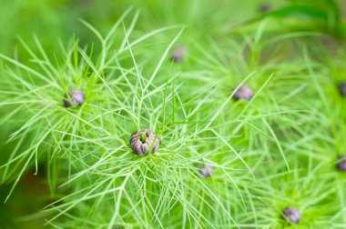 Güzel ve narin siyah kimyon çiçeği. Yakın plan.