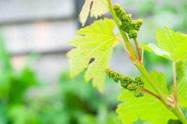 Dalında küçük böğürtlenler olan üzüm kümeleri. Olgunlaşmamış üzüm