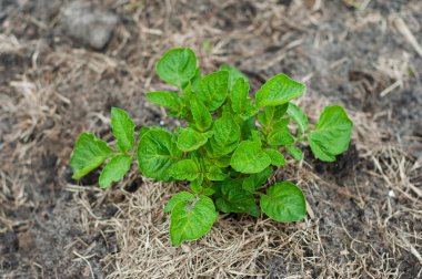 Ev bahçesinde güzel, temiz bir patates çalısı.