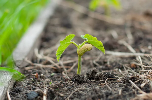 Zeer Mooie Delicate Foto Van Een Boon Spruit Gekiemd Met — Stockfoto