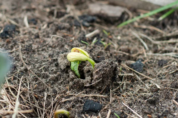 Processo Punzonatura Germoglio Fagioli Sotto Terra — Foto Stock