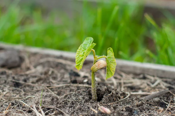 種子で発芽した豆の芽の非常に美しく繊細な写真 コテリドンからの葉の外観 — ストック写真