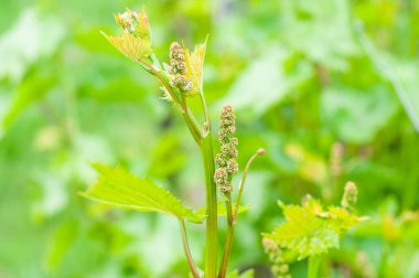 Üzüm bağlarında yetişen küçük üzümler, yakın plan üzümler.