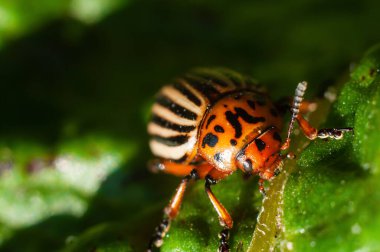 Colorado patates böceği taze yeşil patates yaprakları yer. Yakın plan, makro çekim.