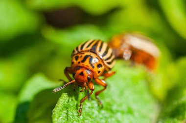 Colorado 'lu bir patates böceğinin makro görüntüsü.