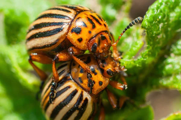 Två Colorado Skalbaggar Parar Sig Grön Potatis Blad Närbild Makro — Stockfoto