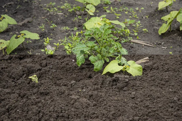 Verschil Tussen Een Goed Verzorgd Verlaten Deel Van Stad Met — Stockfoto