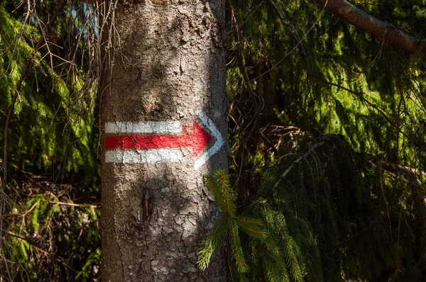 An arrow drawn on a tree with red paint indicating the direction of deforestation. Destruction of the forest