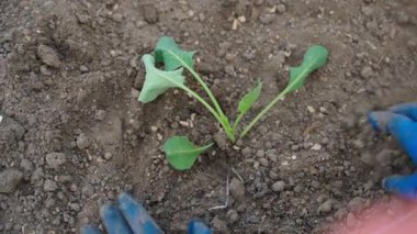 Lahana tohumu ekme süreci, üst manzara. Yüksek kaliteli FullHD görüntüler