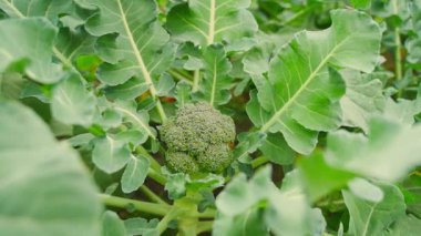 Sebze bahçesinde büyüyen brokoliye yumuşak kamera yaklaşımı, yakın plan. Yüksek kaliteli FullHD görüntüler