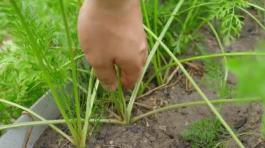 Sebze bahçesinin toprağından güzel havuçlar çıkaran bir adam, yakın plan. Yüksek kalite 4k görüntü