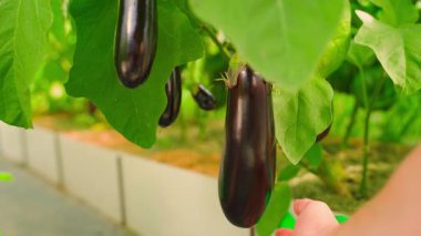 Çiftçi serada büyüyen patlıcanlara dokunuyor, yakın plan. Yüksek kalite 4k görüntü