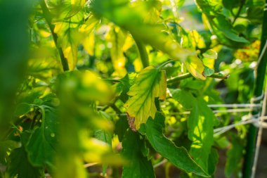 Bir sebze bahçesindeki Phytophthora istilasından etkilenen domates yaprakları, yakın plan..